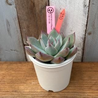 ҡġ泌󥷥Yecoraۡ󥼡ʪ