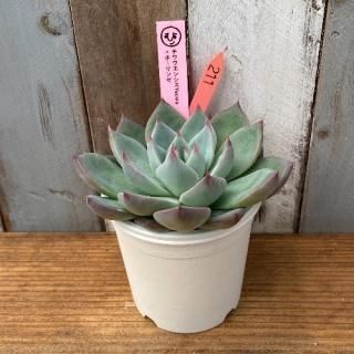 ҡġ泌󥷥Yecoraۡ󥼡ʪ