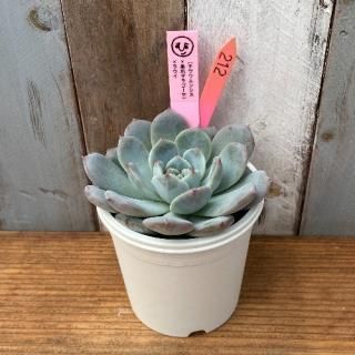 ҡġʥ泌󥷥ޥ饴x饦ʪ