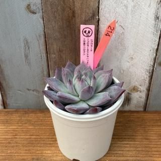 ҡġʥ顼顼ƥޥϥåˣΤ󥼥ʡʪ