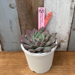 ҡġҥʥѥ顼ƥޥϥåʪ