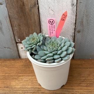 ҡġ顼ƥƥӥ󥻥ȥȡʪ