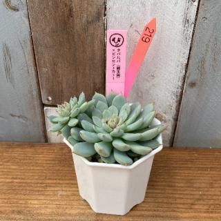 ҡġѥ(Ӷ̱)ӥ󥻥ȥȡʪ