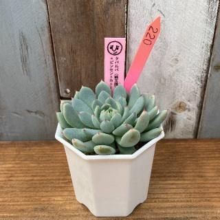 ҡġѥ(Ӷ̱)ӥ󥻥ȥȡʪ