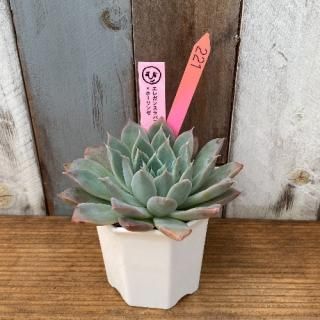 ҡġ쥬󥹥ѥۡ󥼡ʪ