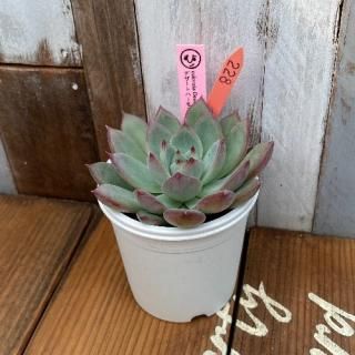 ҡġcolorata Desert Harmony ǥȥϡˡʪ