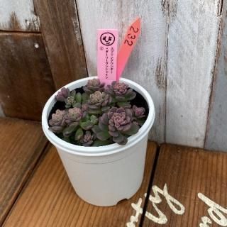 ҡġץ󥰥꡼󥷥㥤󭧡ʪ