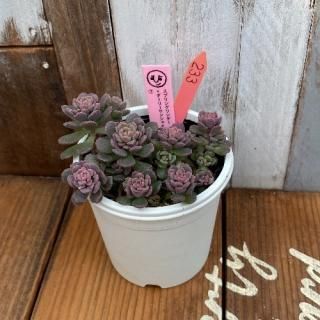 ҡġץ󥰥꡼󥷥㥤󭧡ʪ