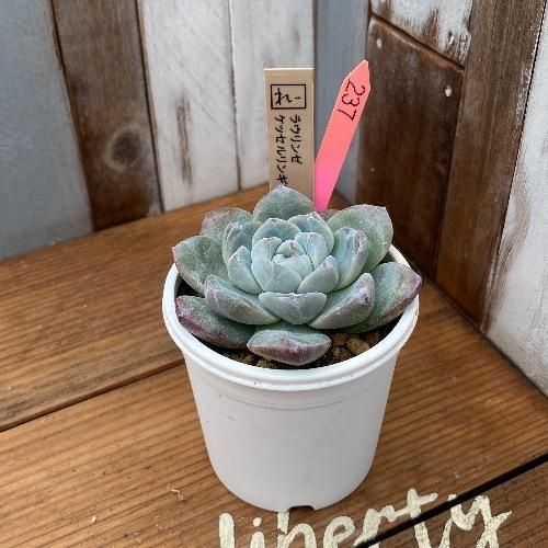 ホーリンぜ✕ケッセルリンギアナ♥️子株付き✨ れーさん苗 ラウリンゼxケッセルリンギアナ 現物商品 - 多肉植物 人気