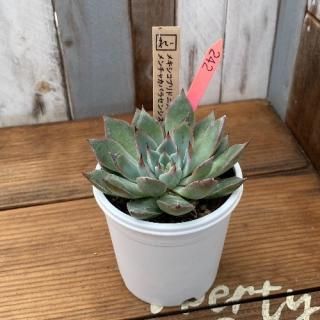 졼ġᥭץɥ˥㥫ѥ饻󥷥ʪ