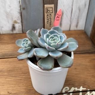 졼ġԥ󥯥ץƥ֥󡡸ʪ