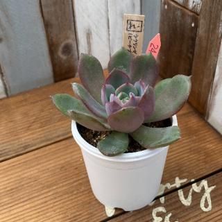 졼ġ饦󥼣(ԡץǣӥåȥ磻ˡʪ