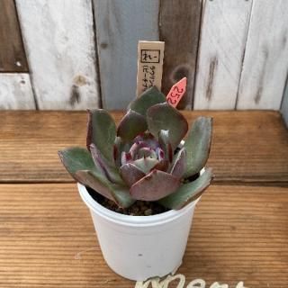 졼ġ饦󥼣(ԡץǣӥåȥ磻ˡʪ