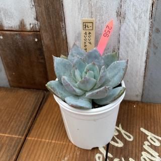 졼ġ륷󥸥ޥ󡡸ʪ