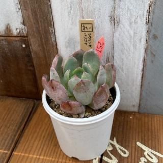 졼ġ饦󥼣ѥꥴʡʪ