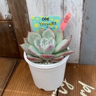 YecoraƱΡߥۡ󥼡ʪ