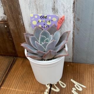 ۡ󥼡ߥꥹڡȥӥ塼ƥʪ