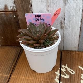 ŷߥѡѥۥ磻ȥۡࡡʪ