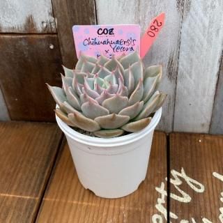 chihuahuaensis Yecoraߥ顡ʪ