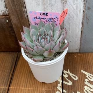 chihuahuaensis Yecoraߥԥ٥ȡʪ