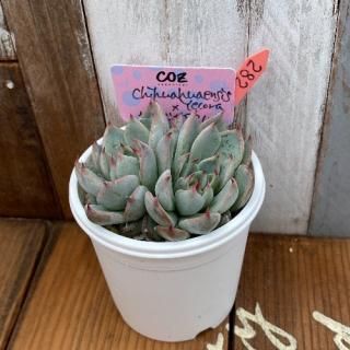 chihuahuaensis Yecoraߥ饴spΥСʪ