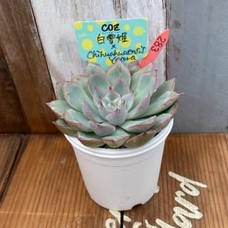 ɱchihuahuaensis Yecoraʪ