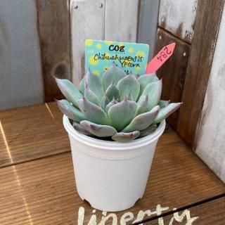 chihuahuaensis Yecoraߥå롡ʪ