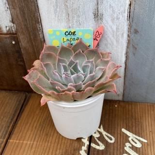 Lapazߥӥʥڥ쥰(ƱΡˡʪ