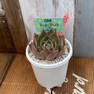 Ruby BlushߥȥХ󥷥ʪ