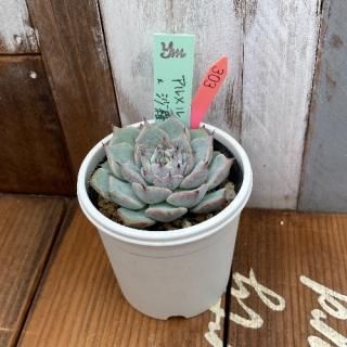 yoko (beehouse)ɱðʪ