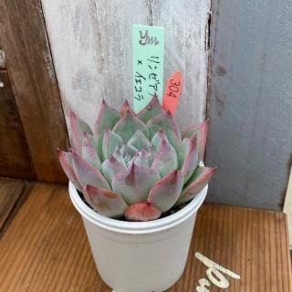 yokoġ󥼥(Ȥ꡼)顡ʪ