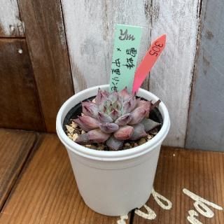 yokoġ˪(ͥڱ)Τ󥼥ʡʪ