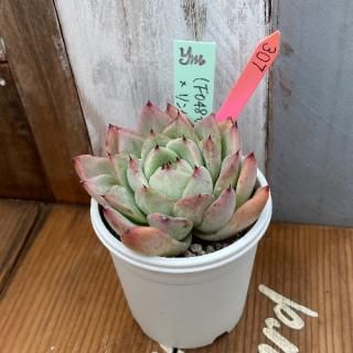 yokoġ(F048󥿥ޥꥢ)󥼥(Ȥ꡼)ʪ