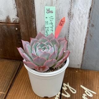 yokoġ󥼥(Ȥ꡼)Sl.Iturbideʪ