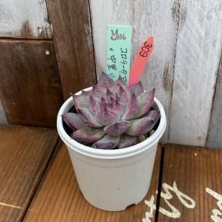 yokoġ顼ƥޥϥåΤ󥼥ʡʪ