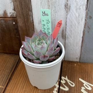 yokoġ֥롼ѥ(Ӷ̱ˣѥ󡡸ʪ