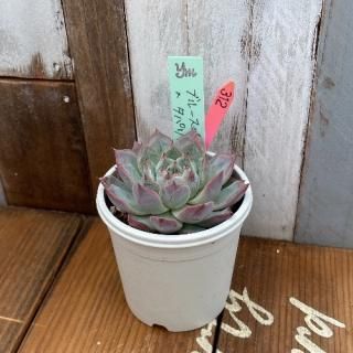 yokoġ֥롼ѥ(Ӷ̱ˣѥ󡡸ʪ