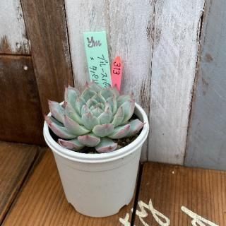 yokoġ֥롼ѥ(Ӷ̱ˣѥ󡡸ʪ