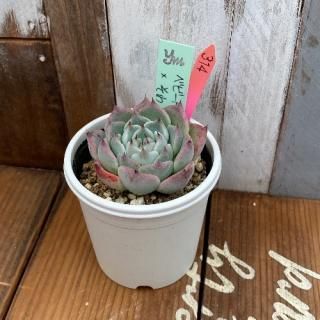 yokoġ٥ӡɡ綠ʪ