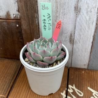 yokoġ٥ӡɡ綠ʪ