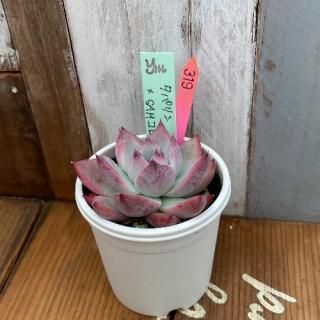 yokoġѥSAM顼No.5ʪ