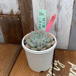 yokoġʡ(Ӷ̱ˣּ(Ӷ̱ˡʪ