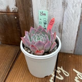 yokoġ(ƤξϺ)Sl.Iturbideʪ