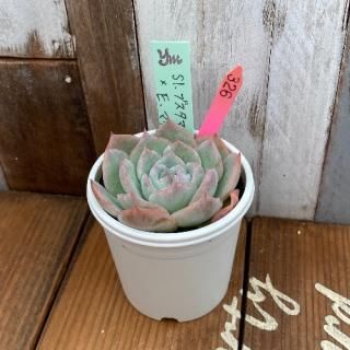 yokoġSl.֥ޥƣE.ޥꥢʪ