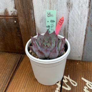 yokoġǥ󥴣˪(ͥڱ)ʪ