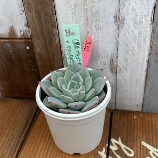 yokoġ(ޥ饴泌󥷥)ԥ٥ȡʪ