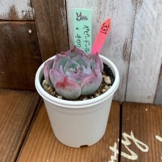 yokoġ٥ӡɡ()泌󥷥ʪ