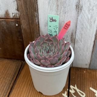 yokoġ󥼥ʼʤ餤ˣɱðʪ