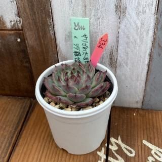 yokoġꤶϺ(yoko)ɱðʪ