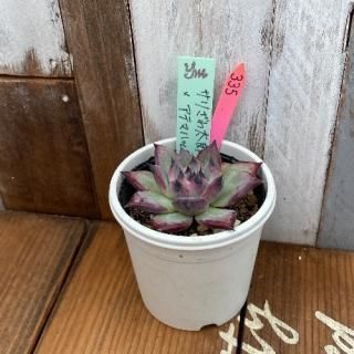 yokoġꤶϺƥޥϥåʪ